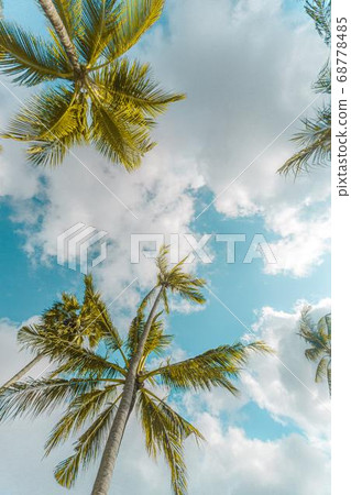 Coconut Day.Coconut Photography.Coconut Tree. Coconut Day.Coconut Photography.Coconut Tree. 68778485