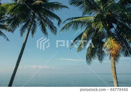 Coconut Day.Coconut Photography.Coconut Tree. 68778488