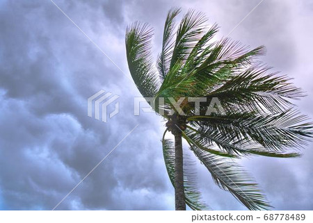Coconut Day.Coconut Photography.Coconut Tree. 68778489