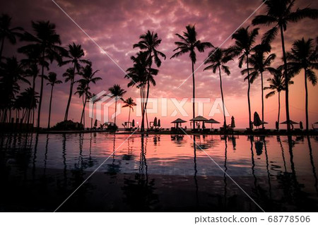 Coconut Day.Coconut Photography.Coconut Tree. Coconut Day.Coconut Photography.Coconut Tree. 68778506