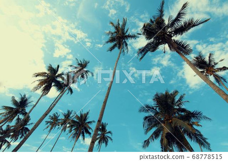 Coconut Day.Coconut Photography.Coconut Tree. 68778515