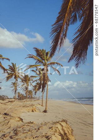 Coconut Day.Coconut Photography.Coconut Tree. 68778547