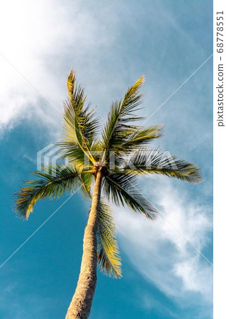Coconut Day.Coconut Photography.Coconut Tree. 68778551