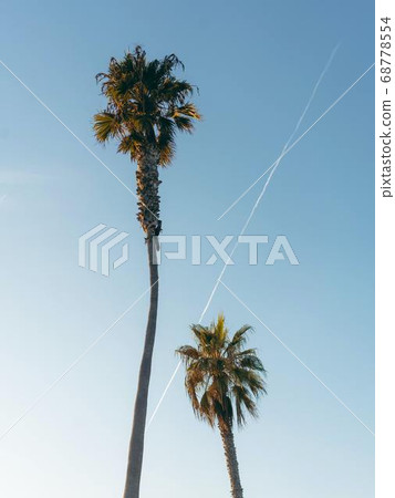 Coconut Day.Coconut Photography.Coconut Tree. 68778554