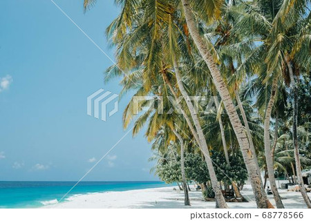 Coconut Day.Coconut Photography.Coconut Tree. 68778566