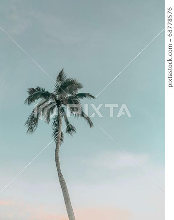 Coconut Day.Coconut Photography.Coconut Tree. 68778576