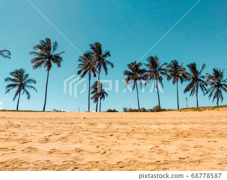 Coconut Day.Coconut Photography.Coconut Tree. Coconut Day.Coconut Photography.Coconut Tree. 68778587