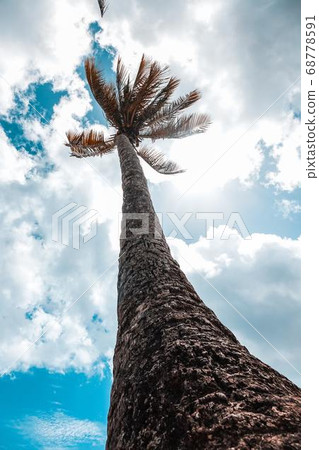 Coconut Day.Coconut Photography.Coconut Tree. Coconut Day.Coconut Photography.Coconut Tree. 68778591