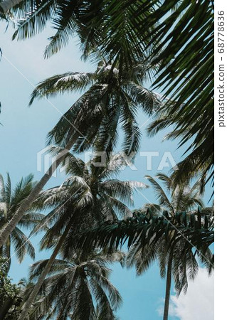 Coconut Day.Coconut Photography.Coconut Tree. Coconut Day.Coconut Photography.Coconut Tree. 68778636