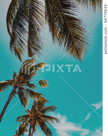 Coconut Day.Coconut Photography.Coconut Tree. 68778638