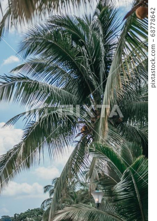 Coconut Day.Coconut Photography.Coconut Tree. Coconut Day.Coconut Photography.Coconut Tree. 68778642