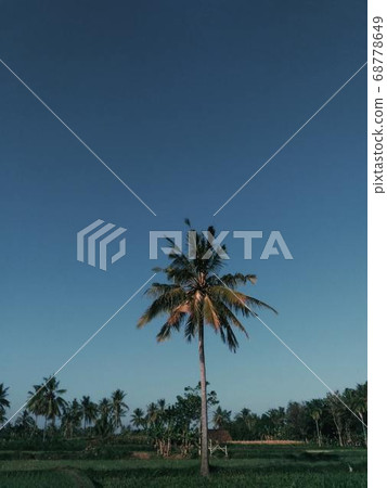 Coconut Day.Coconut Photography.Coconut Tree. Coconut Day.Coconut Photography.Coconut Tree. 68778649