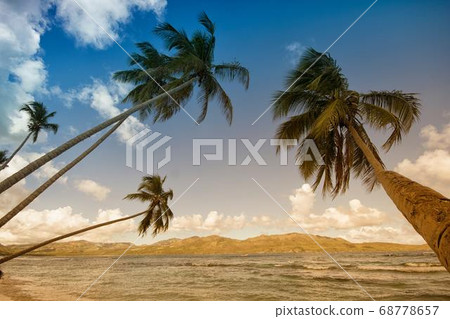 Coconut Day.Coconut Photography.Coconut Tree. 68778657