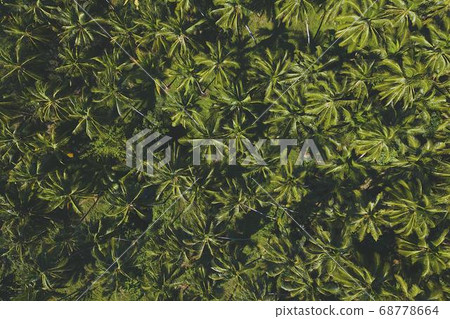 Coconut Day.Coconut Photography.Coconut Tree. 68778664