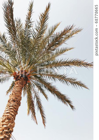 Coconut Day.Coconut Photography.Coconut Tree. 68778665