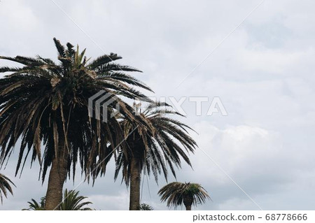 Coconut Day.Coconut Photography.Coconut Tree. 68778666