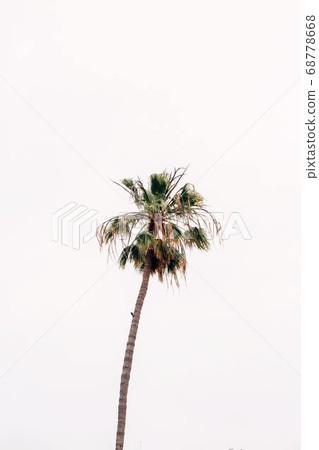 Coconut Day.Coconut Photography.Coconut Tree. 68778668
