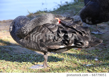 Brazil, a black bird that lives in a park in Sao Paulo 68779051