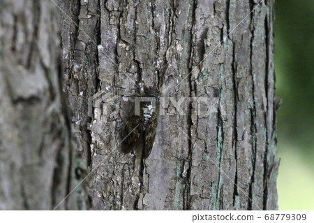 Cicada Cicada 68779309