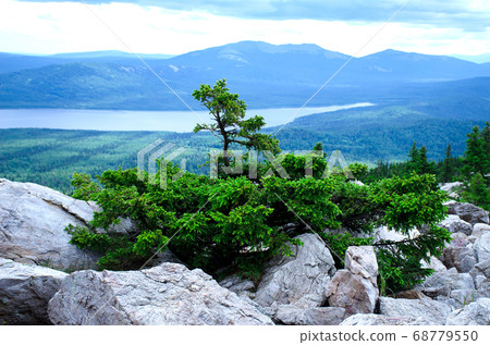 Shrub grows on top of a mountain overlooking the 68779550