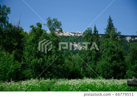 A mountain hill of kurumnik with trees growing on 68779551