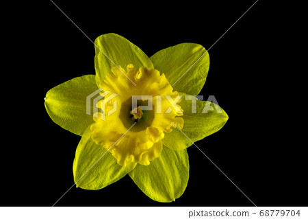 Daffodil Head Isolated Against a Black Background Daffodil Head Isolated Against a Black Background 68779704