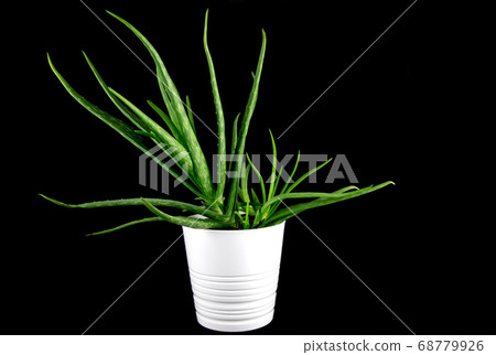 Aloe Vera growing in a White Pot on Black Aloe Vera growing in a White Pot on Black 68779926