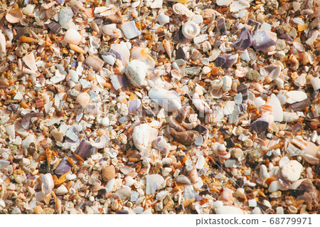 Image Of Seashells On The Beach 68779971