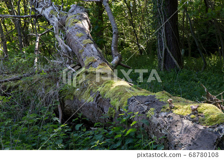 Old Moss Covered Fallen Tree Trunk Old Moss Covered Fallen Tree Trunk 68780108