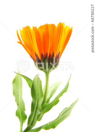 Beautiful blossoming yellow marigold on white Beautiful blossoming yellow marigold on white 68780227