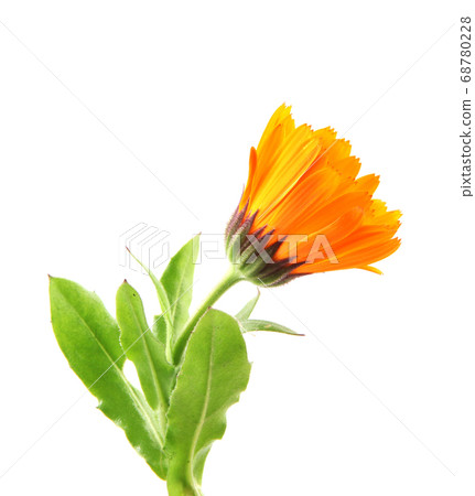 Beautiful blossoming yellow marigold on white 68780228