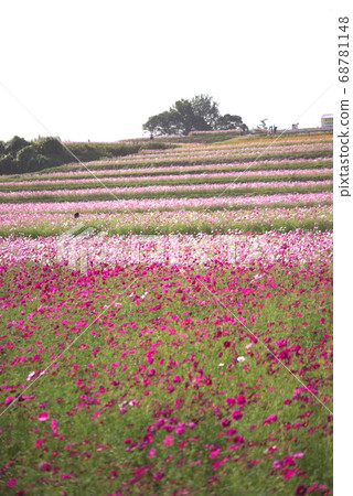 中津市(三子村)三子波斯菊花園 中津市(三子村)三子波斯菊花園 68781148