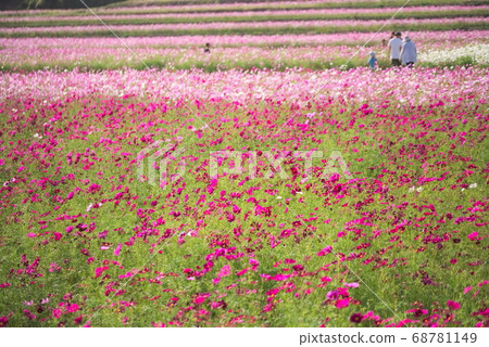 中津市(三子村)三子波斯菊花園 中津市(三子村)三子波斯菊花園 68781149