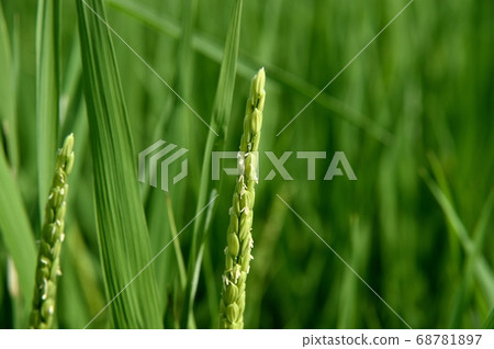 開花的米飯 68781897