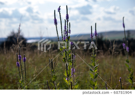 Wild flowers in Nebraska A close up of a purple Gayfeather flower in the wild  68781904