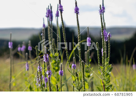 A close up of a purple Gayfeather flower in the wild of Nebraska  68781905