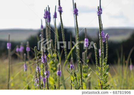A close up of a purple Gayfeather flower in the wild of Nebraska A close up of a purple Gayfeather flower in the wild of Nebraska 68781906