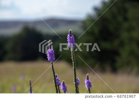 A close up of a purple Gayfeather flower in the wild of Nebraska  68781907