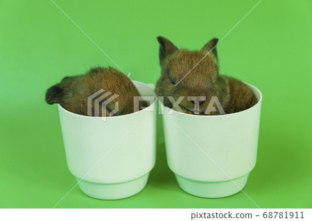 Two newborn tiny brown rabbits sleeping in white Two newborn tiny brown rabbits sleeping in white 68781911