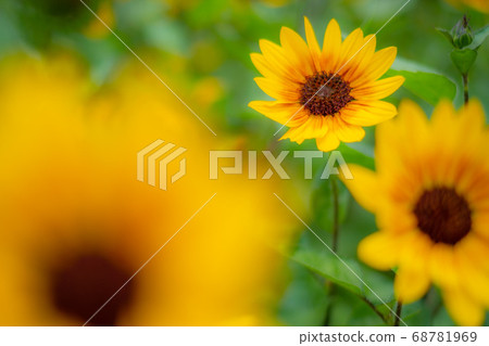 sunflower sunflower 68781969