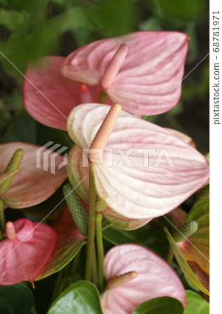 粉紅花椒梨 68781971