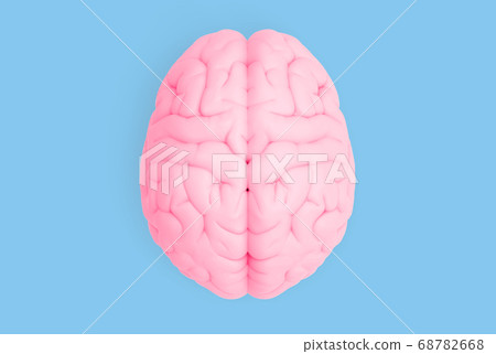 Human brain in top view isolated on blue pastel BG 68782668