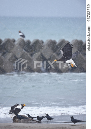 Steller's sea eagle and crows (Hokkaido) Steller's sea eagle and crows (Hokkaido) 68782789