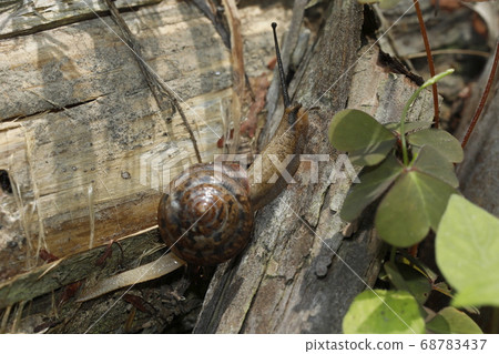 Nippon Mayai 68783437