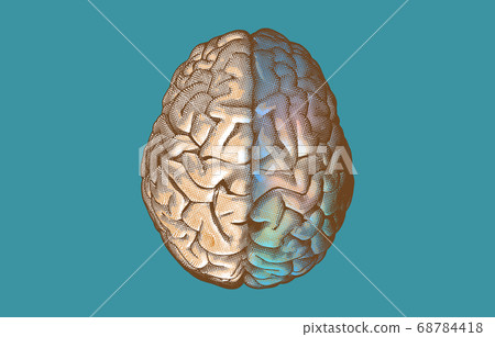 Brain hemispheres on top view illustration on 68784418