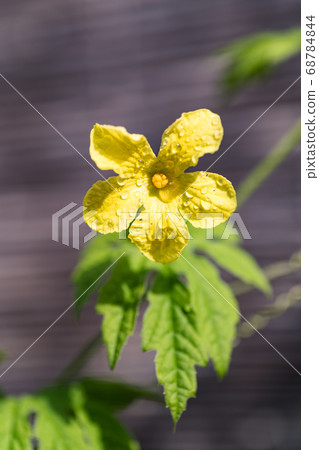 Summer vegetable bitter gourd flower Summer vegetable bitter gourd flower 68784844
