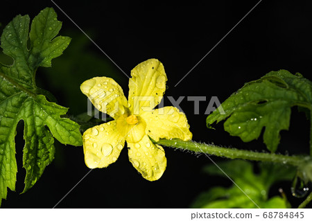 Summer vegetable bitter gourd flower Summer vegetable bitter gourd flower 68784845