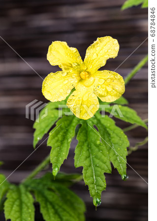 Summer vegetable bitter gourd flower Summer vegetable bitter gourd flower 68784846