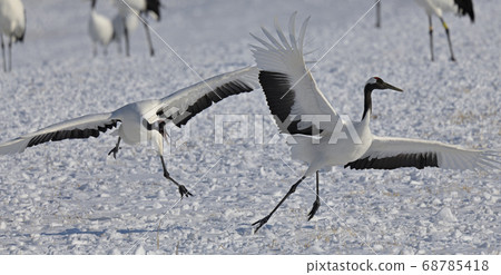 Courtship dance 68785418
