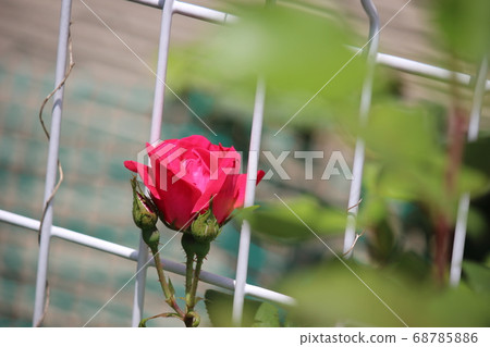Rose red rose Rose red rose 68785886